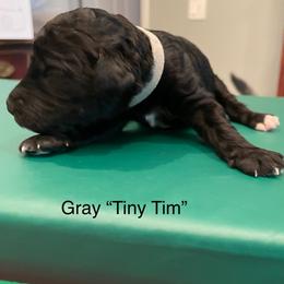Tiny Tim - Black male Goldendoodle puppy in St Johns, Florida from Nini's Poodles and Doodles of St. Johns Co.