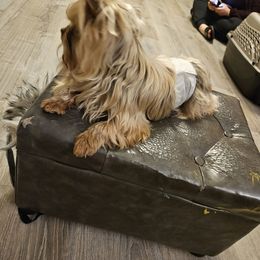 Yorkshire Terrier puppies from Mama & I Yorkshire's