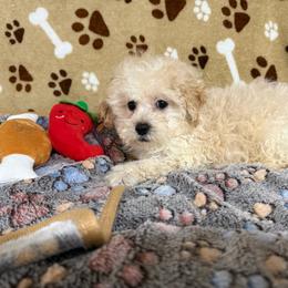 Spidy - Apricot male Poodle puppy in Pounding  Mill, Virginia from Rosa's Chihuahuas