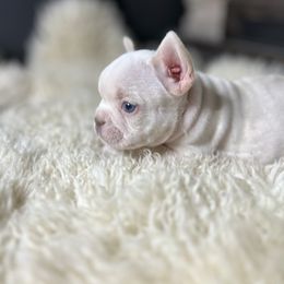French Bulldog Puppies from Grand Frenchies