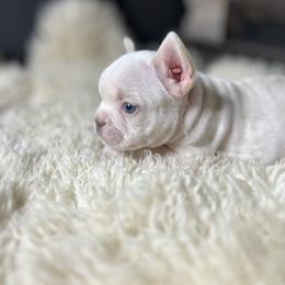 French Bulldog Puppies from Grand Frenchies