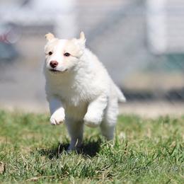 Trek - Gold male Border Collie puppy in Milford, Massachusetts from Blackbird Kennels