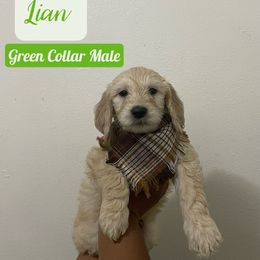 Bernedoodle and Goldendoodle Puppies from Lyon and Luna Goldendoodles Bernedoodles