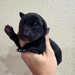 Black Seal female - Black seal female German Shepherd puppy in California from Singleton Shepherds