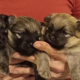 Tonka Jr. - Black and tan male Pomeranian puppy in Eureka Springs, Arkansas from Maple Hills Poms