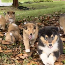 Collie Puppies from Savoy Collies