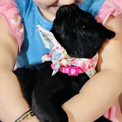 Pug Puppies from Lindsay’s Cenla Pugs!
