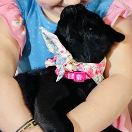 Pug Puppies from Lindsay’s Cenla Pugs!