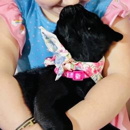 Pug Puppies from Lindsay’s Cenla Pugs!