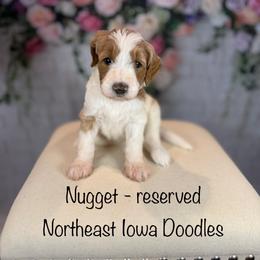 Nugget - Parti female Goldendoodle puppy in Cedar Falls, Iowa from Northeast Iowa Doodles