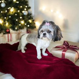 Missy - Shih Tzu