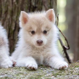 Iris - Red and white female Pomsky puppy in Moultonborough, New Hampshire from Foxfire Arctic Spitz