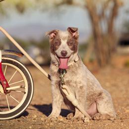 (DEAF) Vermithor - Red mottled male Australian Cattle Dog puppy in Marana, Arizona from Impact 3rd Australian Cattle Dogs
