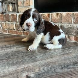 Tacoma - Liver and white male English Springer Spaniel puppy in Wilmer, Alabama from South Delta Springers