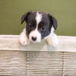 Mocha - Brindle and white female American Corgi puppy in Plains, Montana from Diamond Corgis