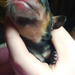 Female 1 - Black and tan female Dachshund puppy in Macon, Missouri from Angelic Doxies