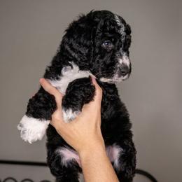 Bernedoodle Puppies from Willow Creek Farm