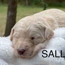 Goldendoodle Puppies from O’Doodle Clan Goldendoodles
