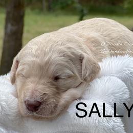 Goldendoodle Puppies from O’Doodle Clan Goldendoodles