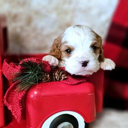 St Nicholas - Blenheim male Cavalier King Charles Spaniel puppy in Marshfield, Missouri from Puppyloversplace