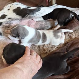 Rowdy - Blue and white male Great Dane puppy in Centennial, Colorado from Vanmar Great Danes of Colorado