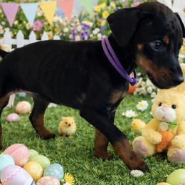 Fifi (RUNT) - Black and rust female Doberman Pinscher puppy in Wellington, Ohio from Jossie J's Dobermans