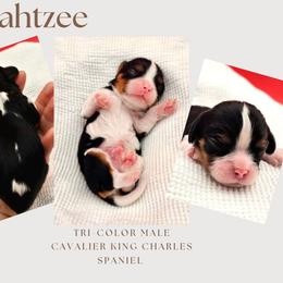 Yahtzee - Tri-color male Cavalier King Charles Spaniel puppy in Tyler, Texas from Kalon Cavaliers