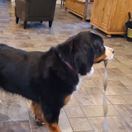 Roxy - Bernese Mountain Dog