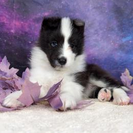 Muse - Blue merle and white female Shetland Sheepdog puppy in Elk, Washington from Asgard Shetland Sheepdogs