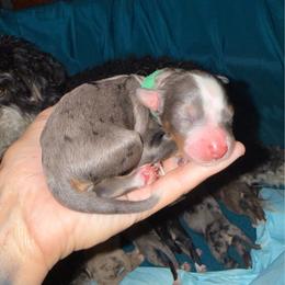 Green boy - Merle male Bernedoodle puppy in High Point, North Carolina from Full Hands Farm