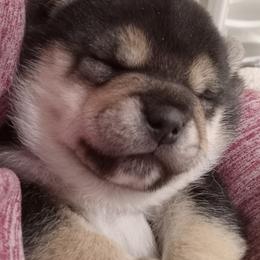 Akita and Shiba Inu Puppies from Khshibas-khakitas
