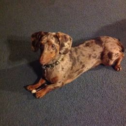 Dachshunds from Teresa Depue's Dachshunds