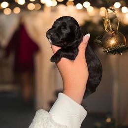 Echo - Black white and tan male Cockapoo puppy in 77304, Texas from Little Valley Puppies