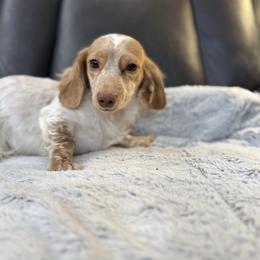 Poppy - Dachshund