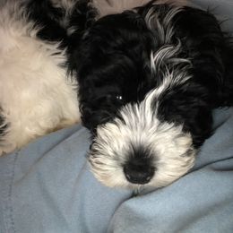 "RESERVED " Cockapoo Puppies from Darling Doodles