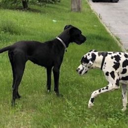 Great Danes from Diamond Danes