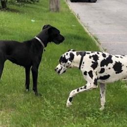 Great Danes from Diamond Danes