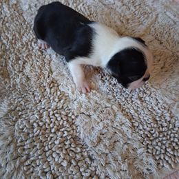 Spot - Black and white male Boston Terrier puppy in Gaffney, South Carolina from Battlefield Kennels