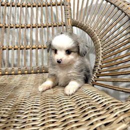 Possum - Blue merle female Toy Australian Shepherd puppy in Puryear, Tennessee from A&W Toy Aussies