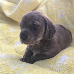 Andy - Dapple male Dachshund puppy in Paso Robles, California from Nicole's Dachshunds