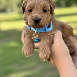 Georgia - Red  female Goldendoodle puppy in Arcadia, Florida from KnuDawn Goldendoodles and Cavapoos
