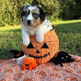 Cerberus - Blue merle male Australian Shepherd puppy in Weeki Wachee, Florida from Ace of Spades Australian Shepherds