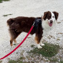 Boomer - Red tri-color male Australian Shepherd puppy in Hillview, Illinois from Malin Family Aussies