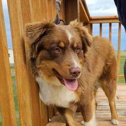 Annie - Australian Shepherd