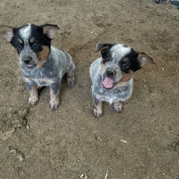 Australian Cattle Dog Puppies from Cactus Heelers Arizona