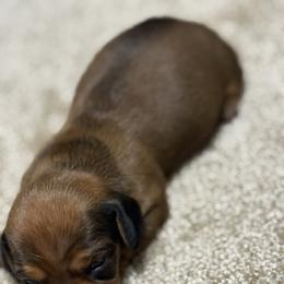 Heidi - Wild boar female Dachshund puppy in Hardy, Arkansas from Tracy's Dachshunds