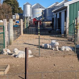 Great Pyrenees Puppies from Duck Creek Poultry Place & Wilson's Waterfowl