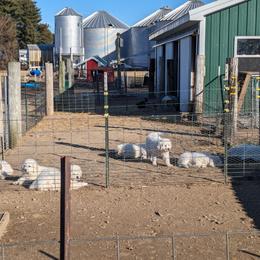 Great Pyrenees Puppies from Duck Creek Poultry Place & Wilson's Waterfowl
