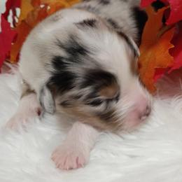 Boy 1 - male Australian Shepherd puppy in Sparta, Tennessee from SugarWood Australian Shepherds