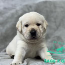 Teal collar - Yellow male Labrador Retriever puppy in Beaverdam, Virginia from Riverside Sunset Labrador Retrievers